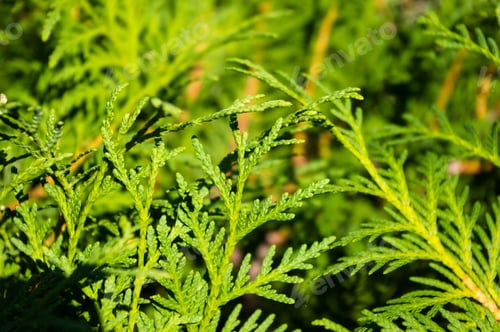 Preview: Incense Cedar Tree Calocedrus Decurrens Branch Close Up.