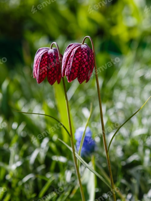 Preview: Fritillaria Meleagris In Spring Garden. Lovely Chequered Snakes Head Lily On A Springtime