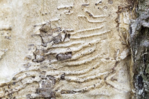 Preview: Remains Of An Old Tree Trunk Without Bark Tree Eaten By Wood Worms With Worm Traces
