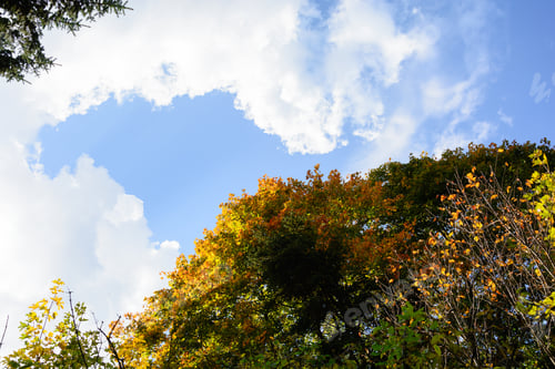 Preview: Autumn Trees And Clouds