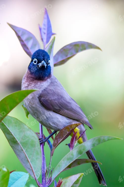 Vorschau: Süßer Bulbul mit weißen Brillen. Natur-Hintergrund. Pycnonotus
Xanthopygos.