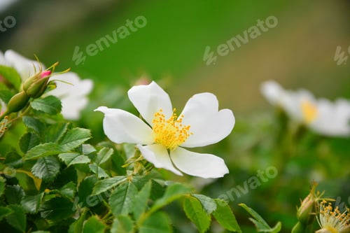 Preview: Flower Of A Dogrose, Spring,Flowering Branches Of Dogrose.