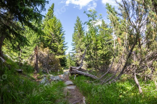 Preview: Retezat National Park, Hunedoara County, Carpathian Mountains, Romania
