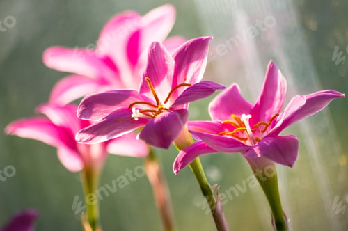 Preview: Decorative Pink Flower Rain Lily (Zephyranthes Grandiflora) On Blurred Background Closeup