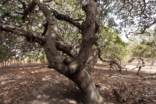 Preview: Jali Village, The Gambia, Massive Old Cashew Tree With Wide Trunk And Green Leaves, Outdoors On A
