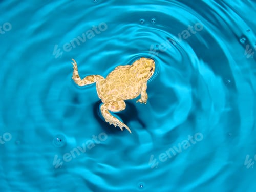 Preview: Photo Of Frog Swimming In Deep Blue Colored Pool
