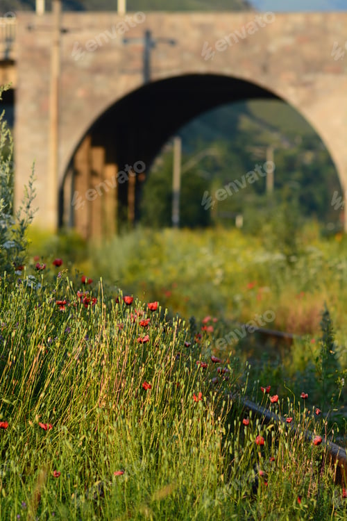 Preview: Wild Poppies Growing Near The Railroad Tracks