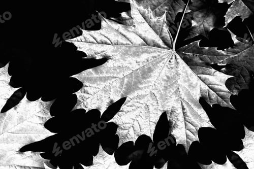Preview: Black And White. Autumn Landscape With Leaves. Indian Summer. Foliage.