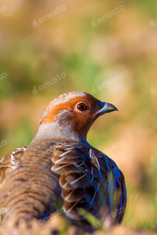 Preview: Partridge. Green Brown Nature Background. Bird: Grey Partridge. Perdix Perdix.