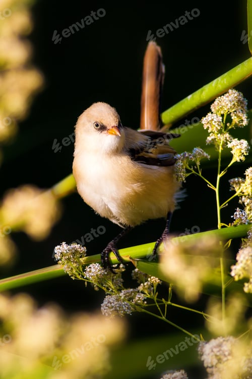 Preview: Cute Birds. Black Nature Background. Bearded Reedling / Panurus Biarmicus