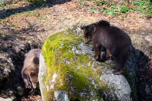 Preview: Brown Bears (Ursus Arctos) In Lake Clark National Park, Alaska, Usa