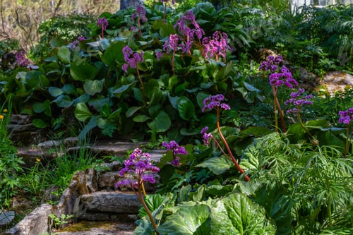 Preview: Flower Of Bergenia In Spring Garden