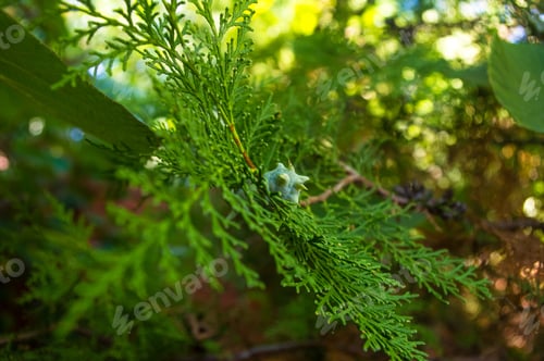 Preview: Incense Cedar Tree Calocedrus Decurrens Branch Close Up.