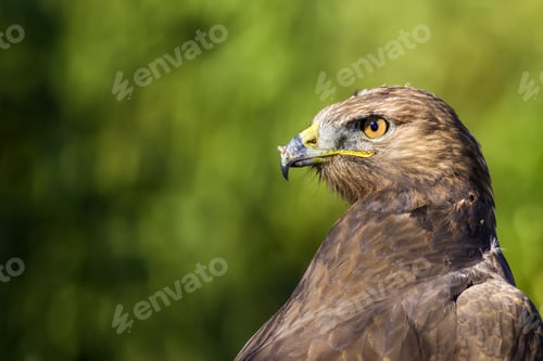 Preview: Bird Of Prey. Green Nature Background. Bird: Long Legged Buzzard. Buteo Rufinus.