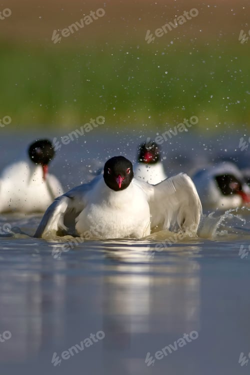 Preview: White Gulls. Blue Green Nature Background. Bird: Mediterranean Gull. Ichthyaetus Melanocephalus.