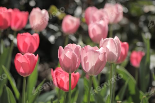 Preview: Summer Garden - Close Up Of Beautiful Pink And Green Tulips In A Garden, On A Sunny Day In Poland