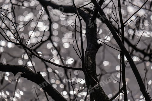 Preview: Naked Tree Branches In Sunset Colors Against Calm Shiny Water Reflections