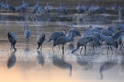 Preview: Sandhill Crane Bosque Del Apache Wildlife Reserve New Mexico Usa
