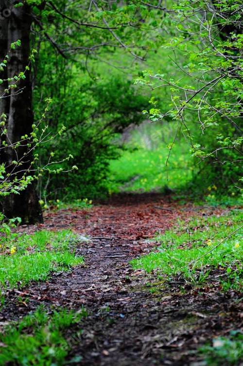 Preview: Forest Path In Spring