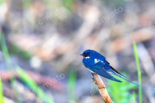 Preview: Swallow. Barn Swallow. Hirundo Rustica. Nature Habitat Background.