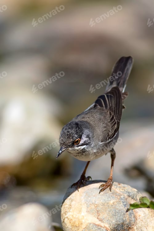 Preview: Cute Bird. Natural Background. Bird: Ruppell'S Warbler. Sylvia Rueppelli.