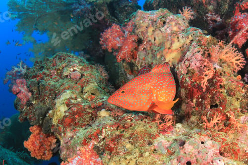 Preview: Underwater Coral Reef And Fish In Ocean