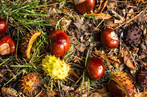 Preview: Autumn Leaves And Chestnuts On The Ground, Close Up