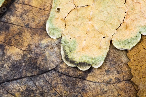 Preview: Autumnal Dried Leaves - Texture