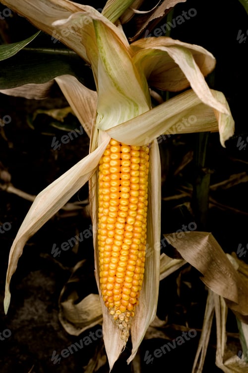 Preview: Corn Crop In Field Outdoor Background