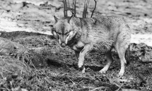 Preview: Wolf In The Bavarian Forest National Park, Bavaria, Germany