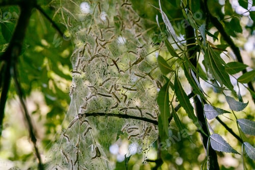 Preview: The Leaves Of The Plants Damaged By The Caterpillar Pest. Insects Pests In The Garden.