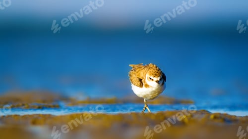 Preview: Cute Bird Plover. Blue Sea And Yellow Sand Nature Background. Kentish Plover Charadrius Alexandrinus