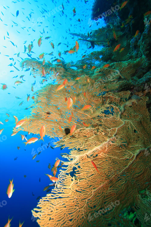 Preview: Gorgonian Fan Corals And Lyretail Anthias