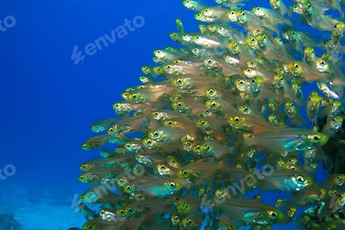 Preview: Shoal Of Glassfish
