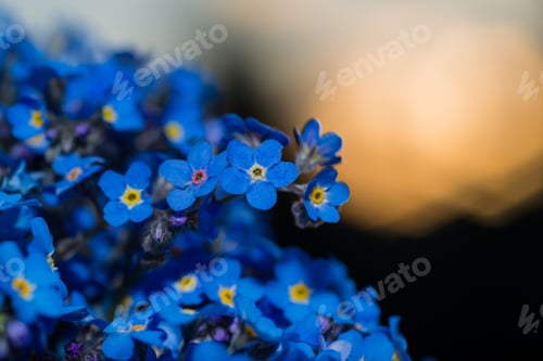 Preview: Amazing Forget-Me-Not Flower