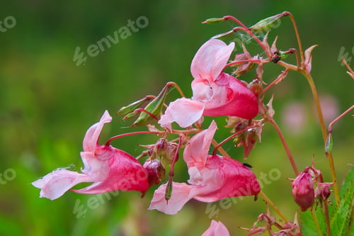 Preview: Flowers Of Impatiens Glandulifera Flowers In Natural Background