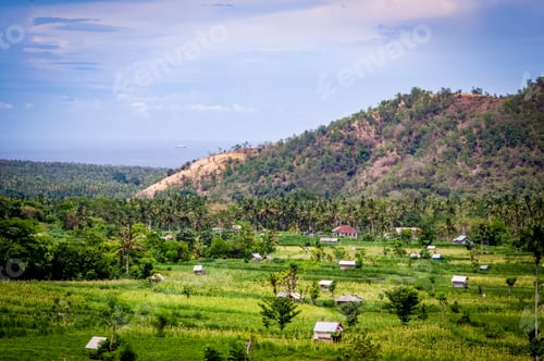 Preview: Rice Fields South East Asia
