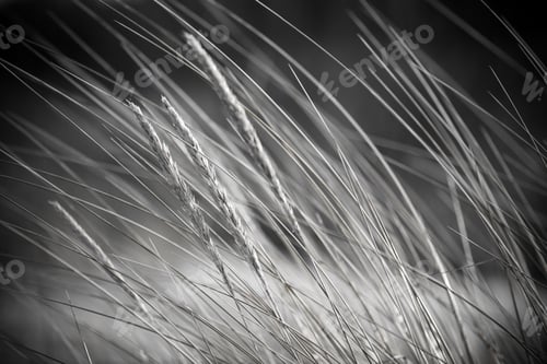 Preview: Beautiful Blur Dry Grass And Bent Background - Vintage Retro Monochrome Effect