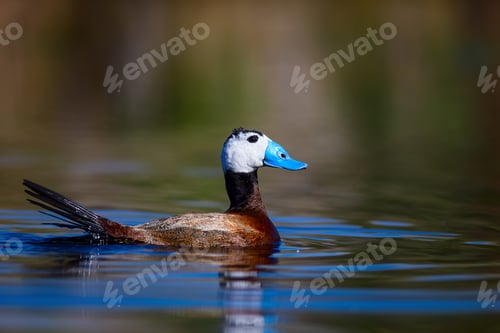 Preview: Duck Swimming In Lake. Cute Blue Billed Duck. Green Water Reflections. Green Nature Background