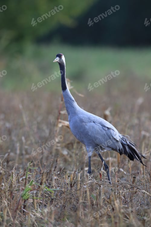 Preview: Common Cranes In The Field Mecklenburg Germany
