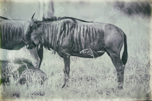 Preview: Vintage Style Image Of A Blue Wildebeest In Chobe National Park, Botswana