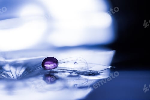 Preview: Macro, Abstract Composition With Colorful Water Drops On Dandelion Seeds