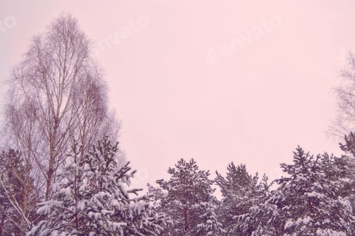 Preview: Frozen Winter Forest With Snow Covered Trees.