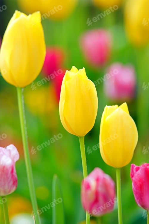 Preview: Selective Focus Of Tulips In A Cotswold Garden In Spring, Gloucestershire, Uk