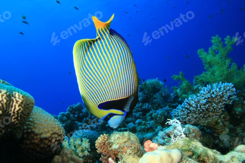 Preview: Emperor Angelfish (Pomacanthus Imperator)