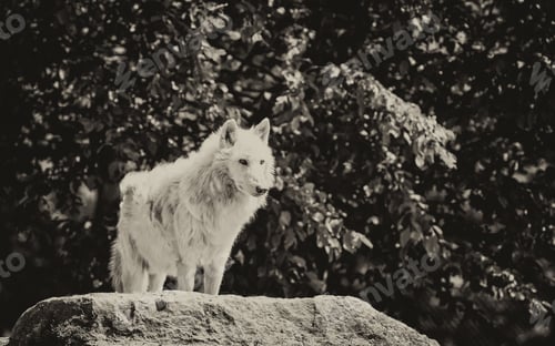 Preview: Large Adult Arctic Wolf In The Forest