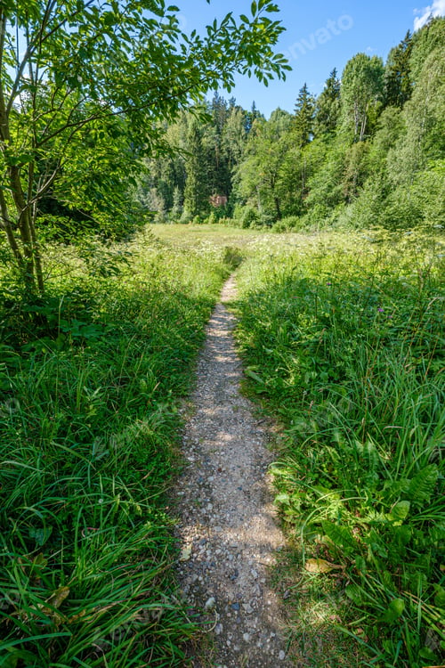 Preview: Pine Tree Forest With Tree Trunks And Green Forest Bed In Summer And Gravel Road
