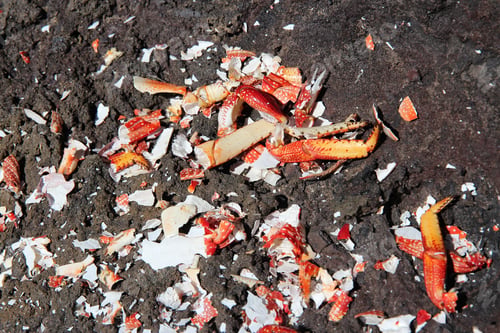 Preview: Broken Crab Shells Remains After Fishing For Shellfish In Tenerife, Canary Islands.