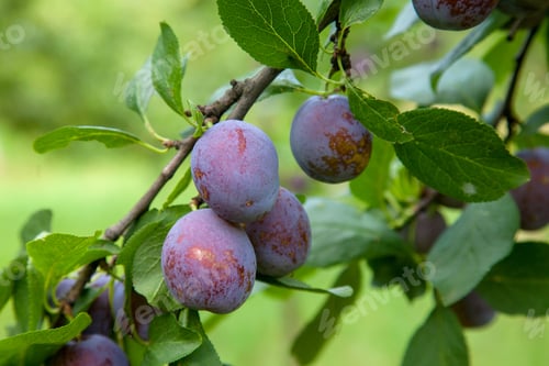Preview: Ripe Plums Hanging From A Tree Branch Ready To Be Harvested. Ripe Plums On A Tree Branch In The