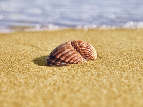 Preview: Shell In The Sand Of A Beach